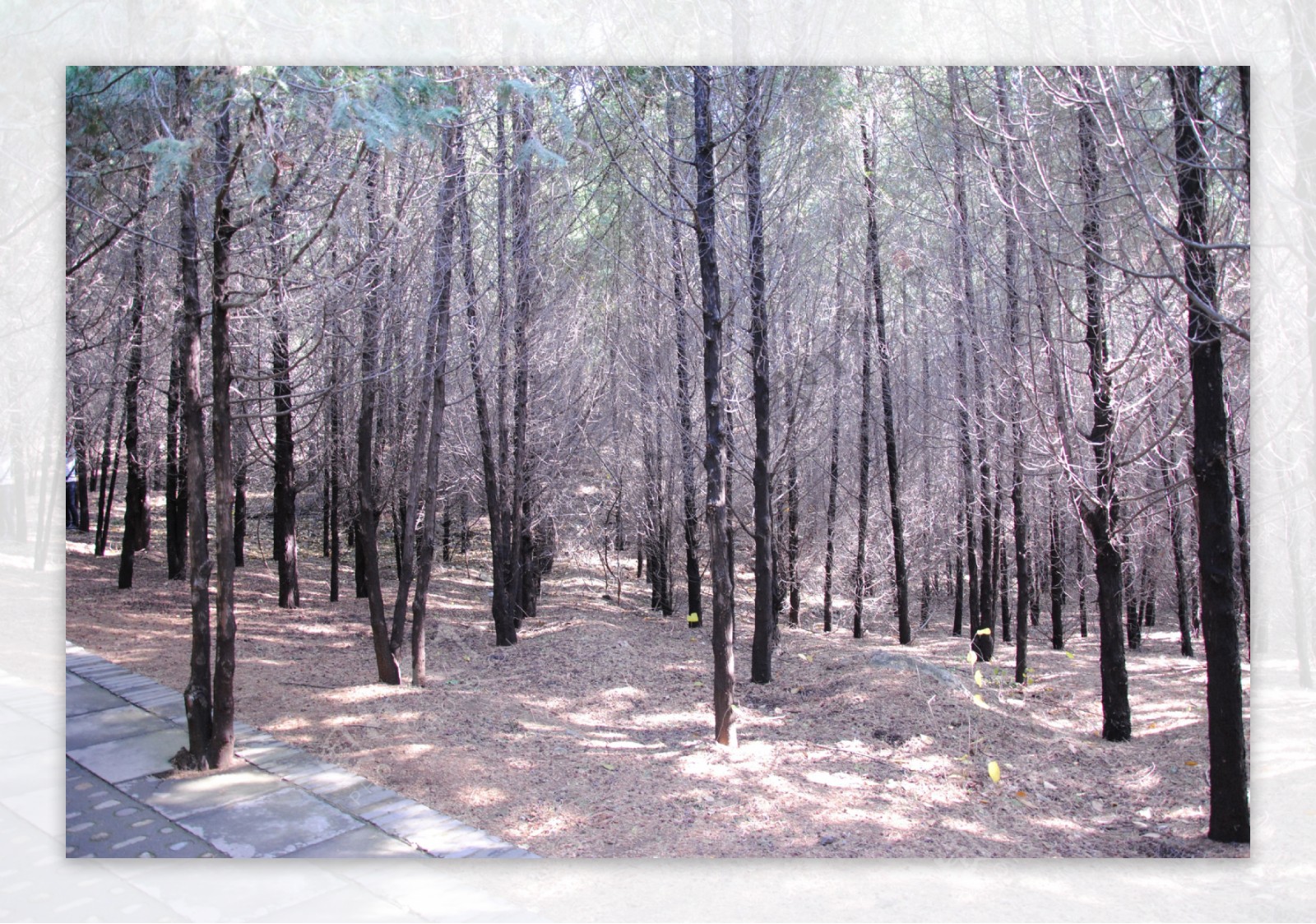 冬景树林