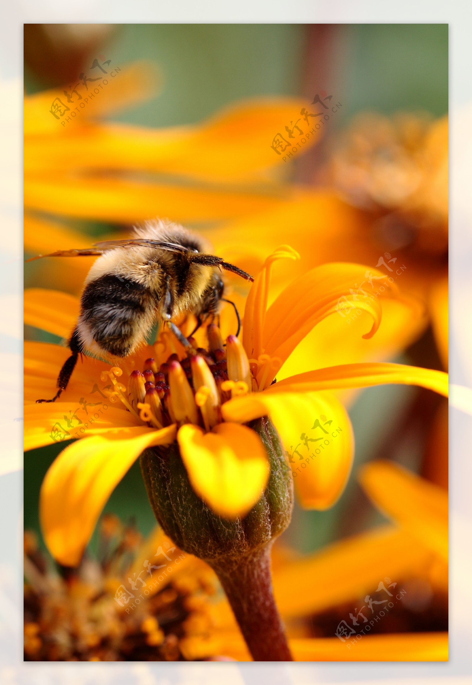 蜜蜂图片素材-编号14240441-图行天下
