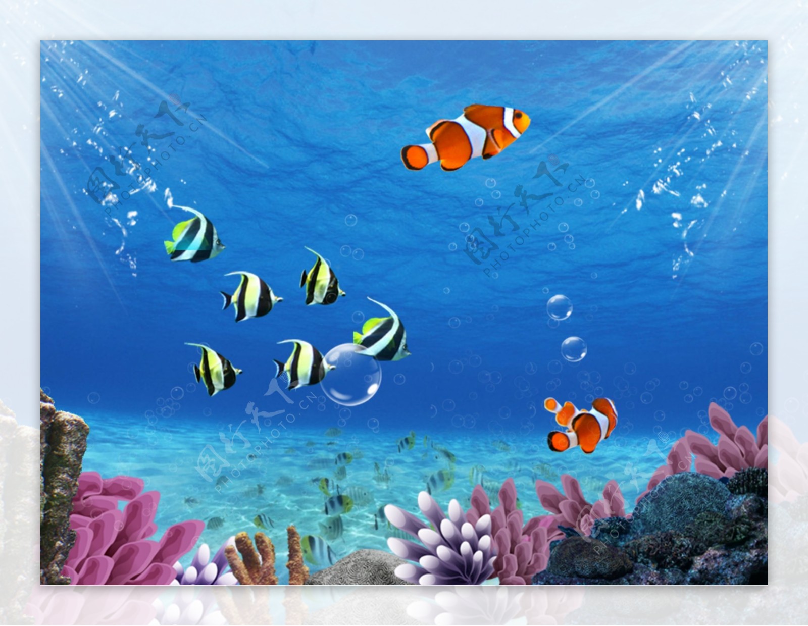 五颜六色的鱼在水下照片摄影图片_ID:342494084-Veer图库
