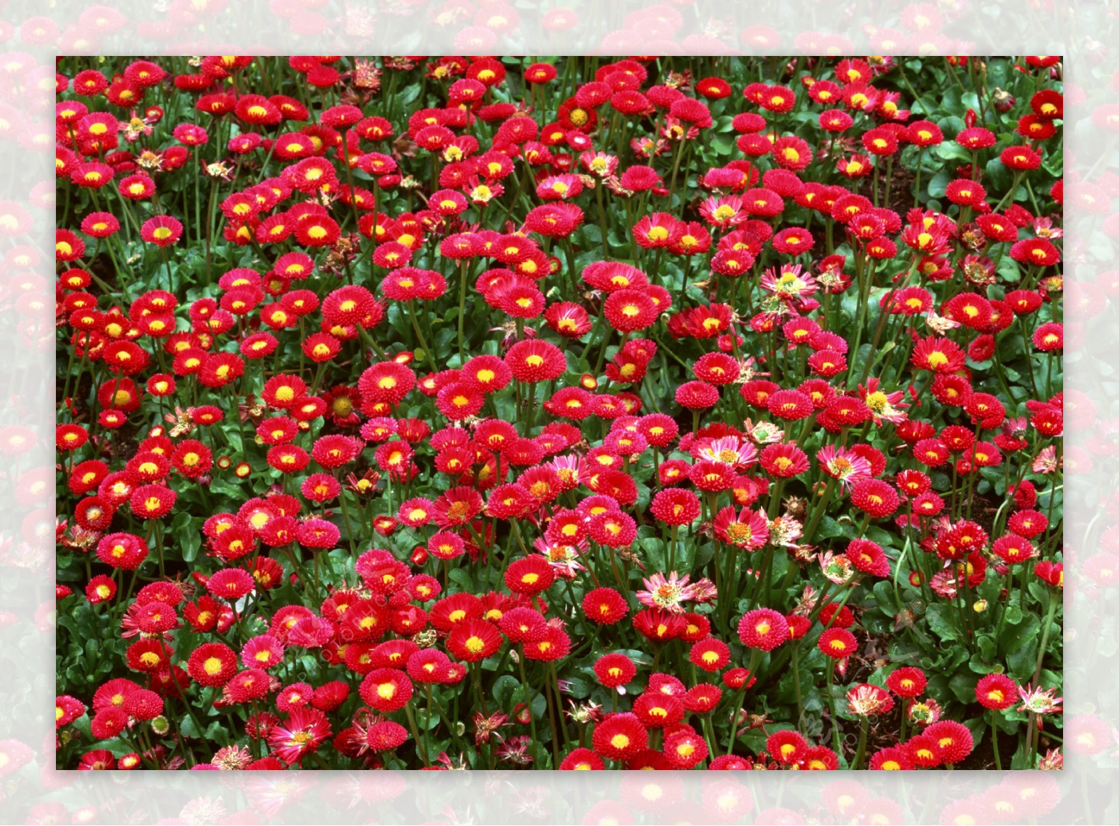 红色花丛