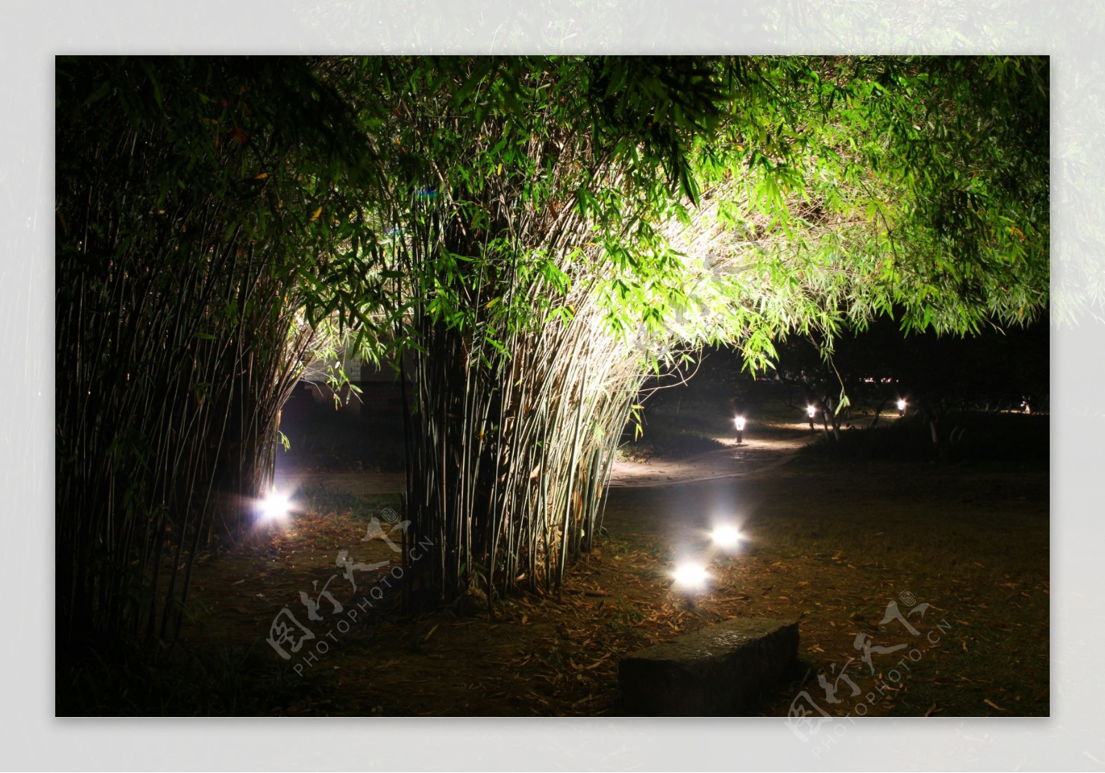夜景竹林图片