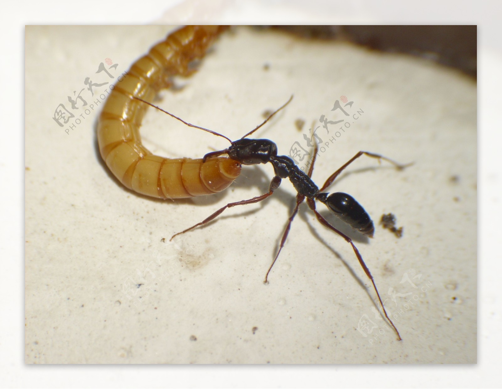 ANTS蚂蚁生物自然动物微生物昆虫图片