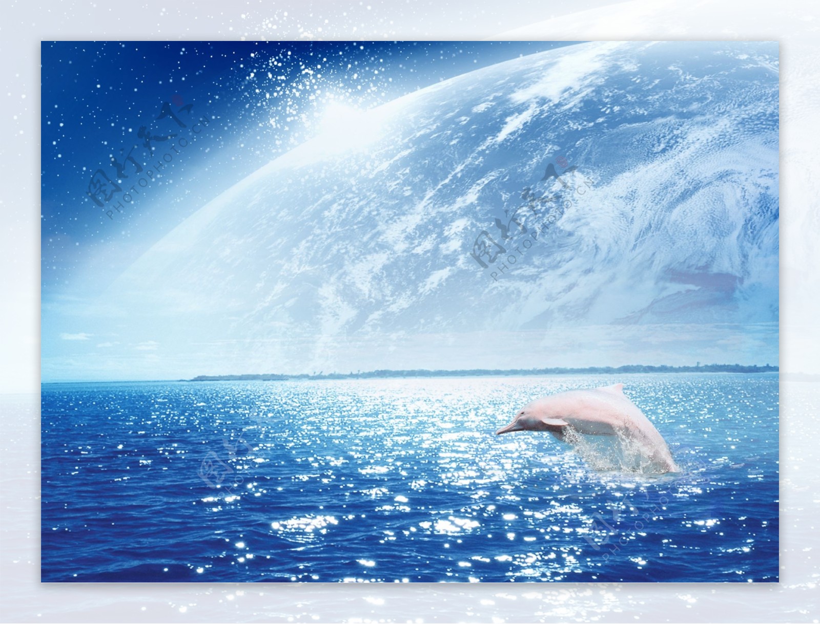 中华白海豚图片