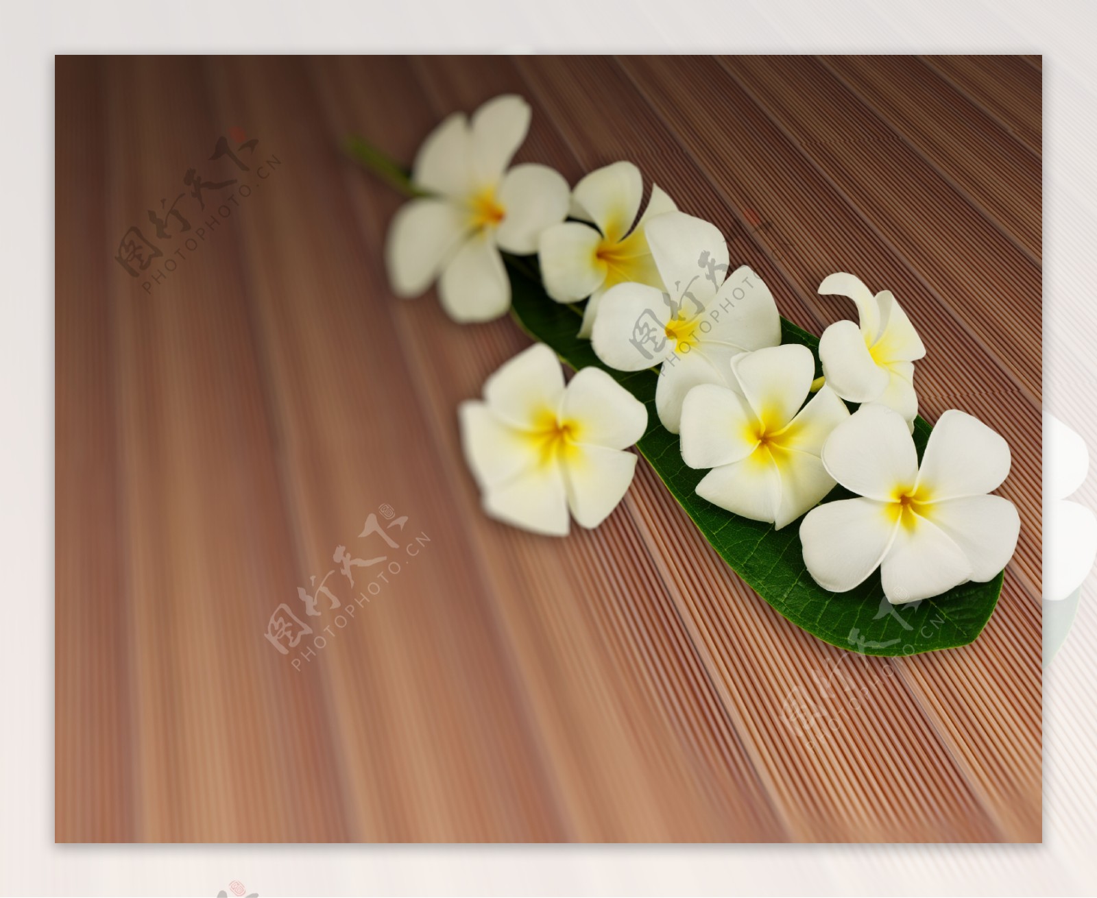 对板材纹理柚木条木地板的鸡蛋花叶花束