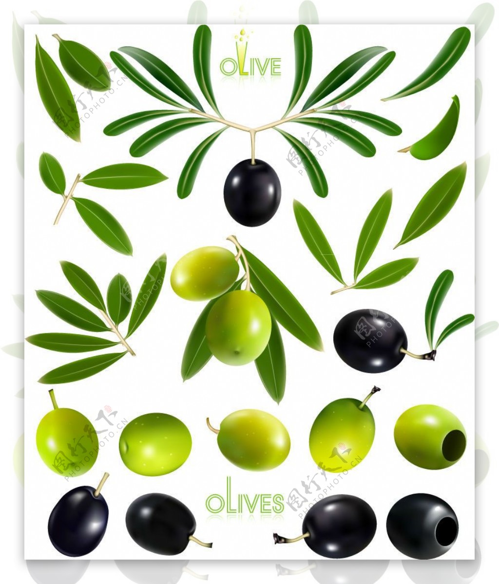 精美油橄榄设计矢量素材