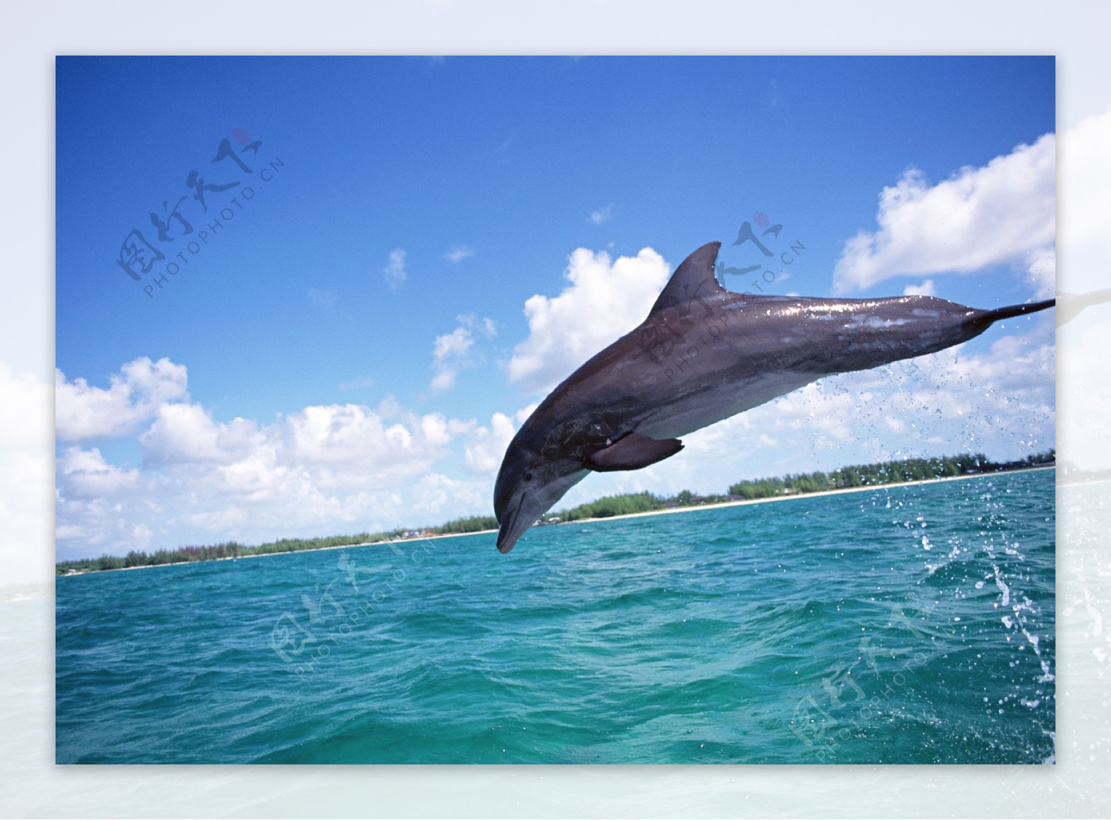 海洋大海碧海海洋生物鲸鱼鲨鱼海豚广告素材大辞典