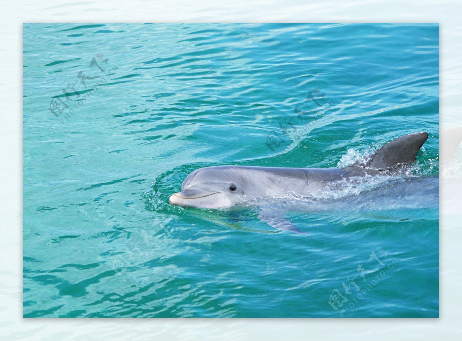 海洋大海碧海海洋生物鲸鱼鲨鱼海豚广告素材大辞典