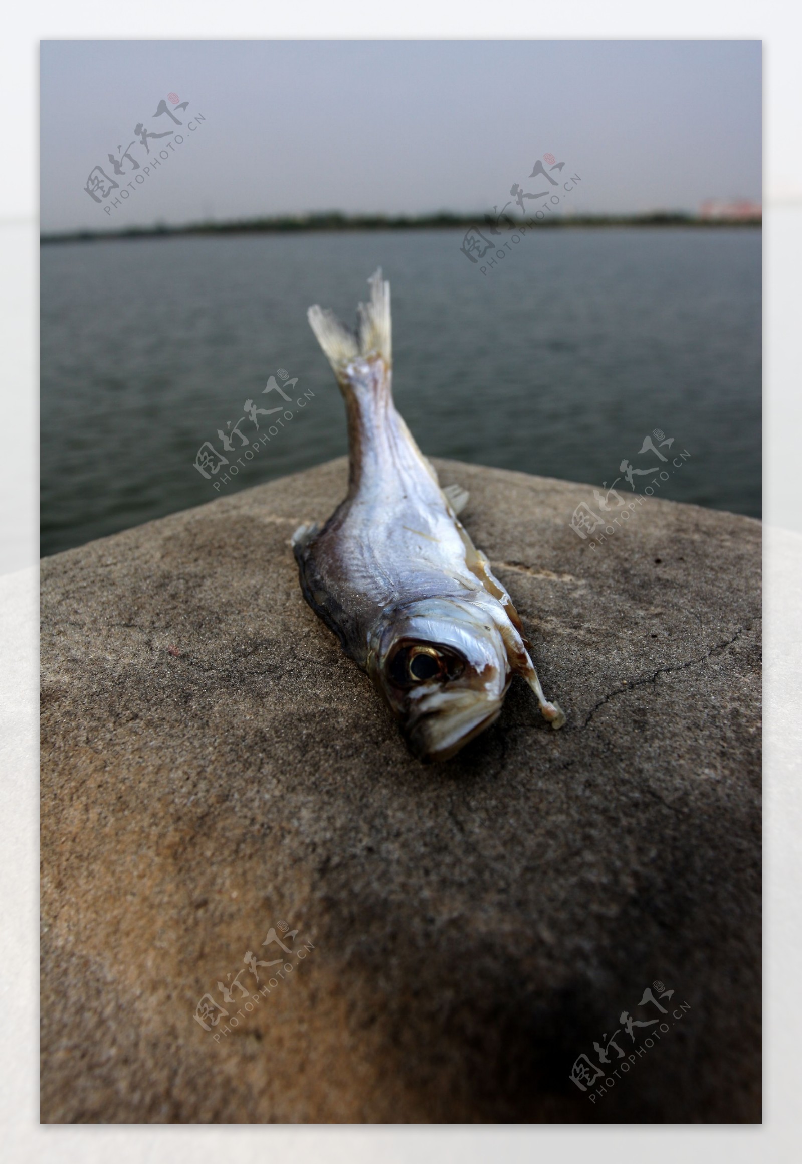 湖城市死鱼中的元素湖城市死鱼环保环境问题水泥图片
