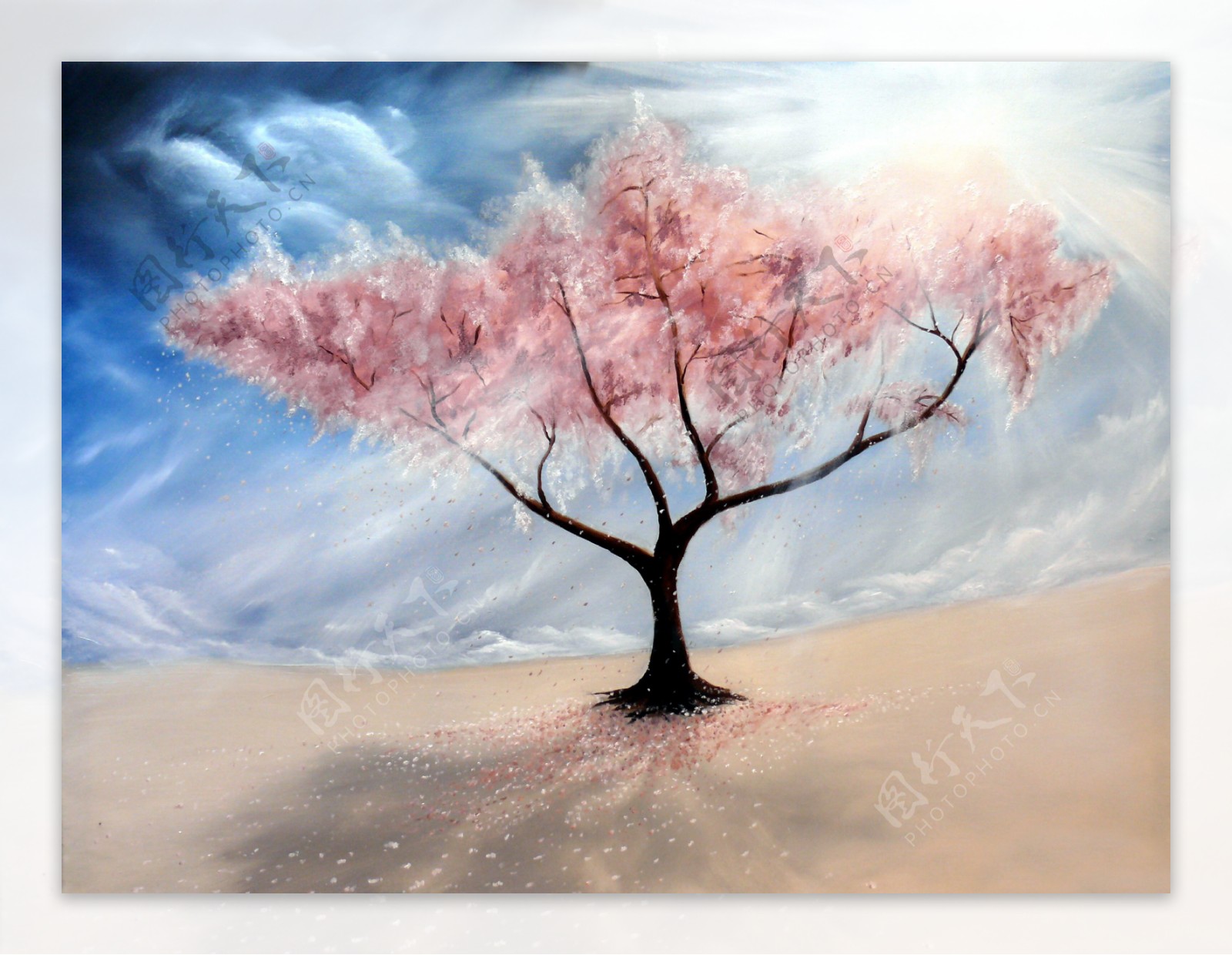 樱花树阳光下的樱花树沙漠里的樱花树