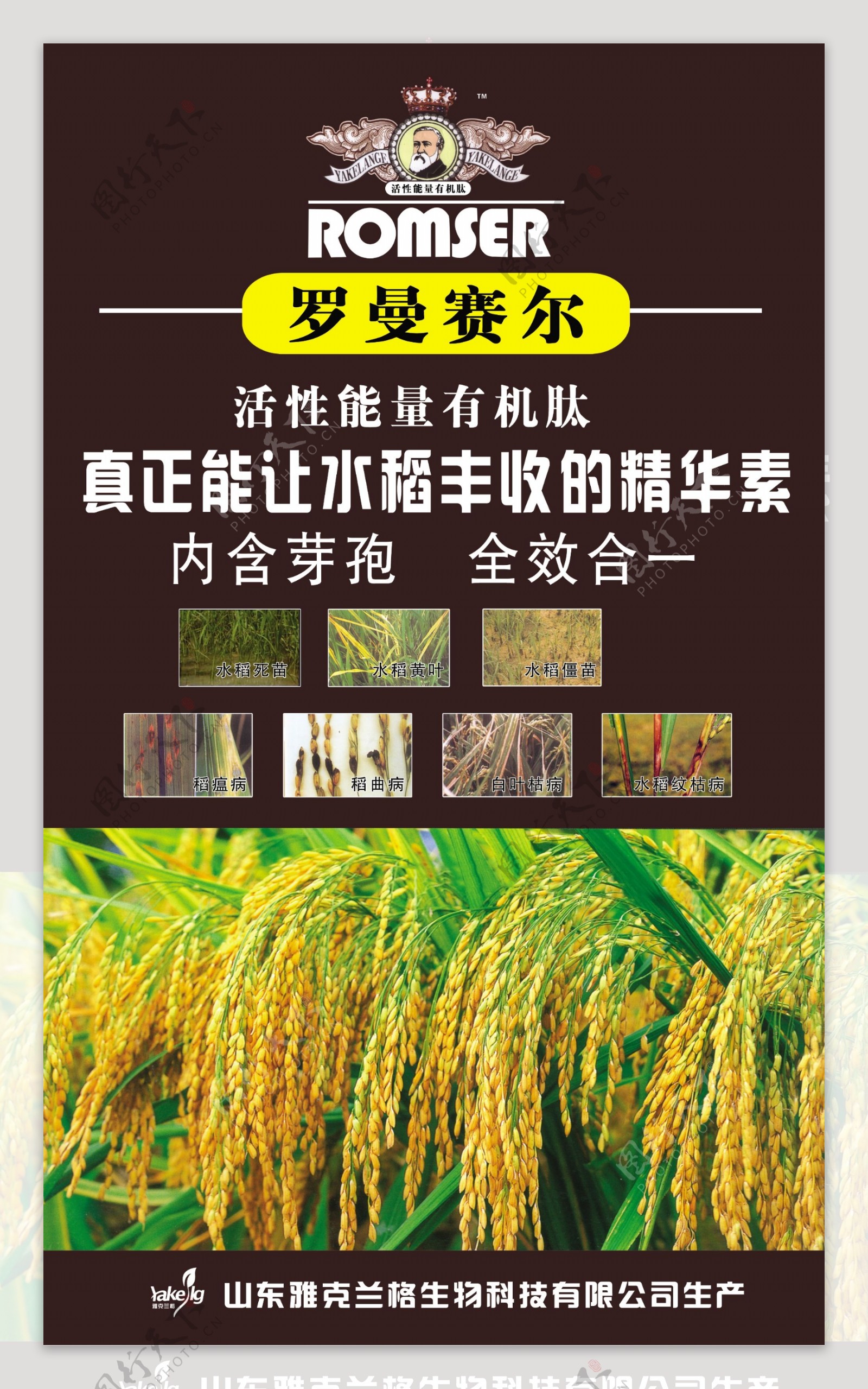 水稻宣传素材图片