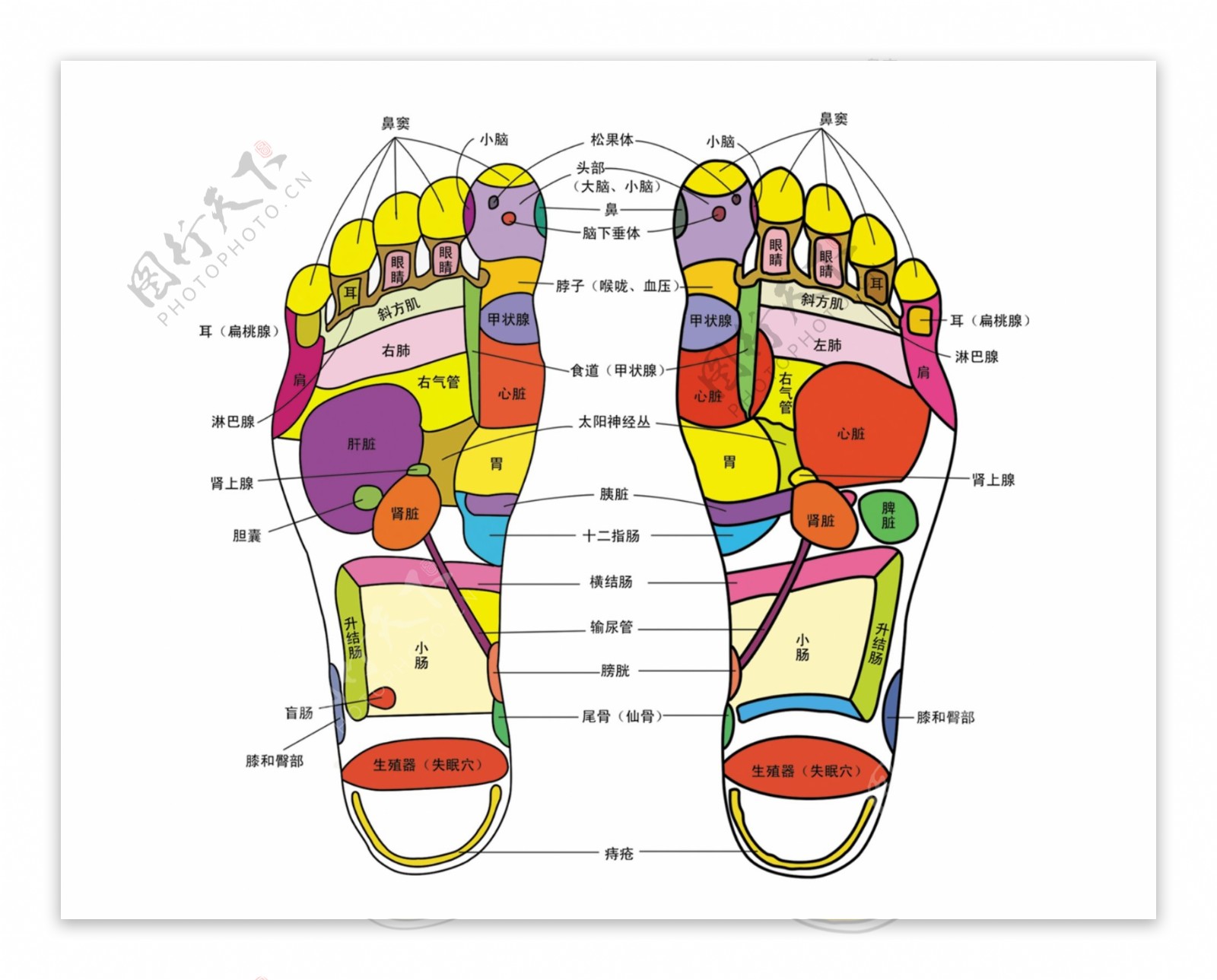 老中医足疗穴位学习图辨识图