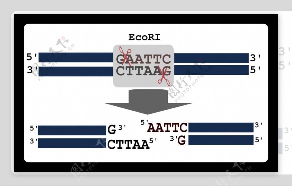 限制性酶切的插图