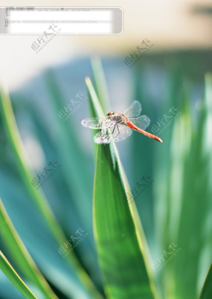 高清昆虫图片