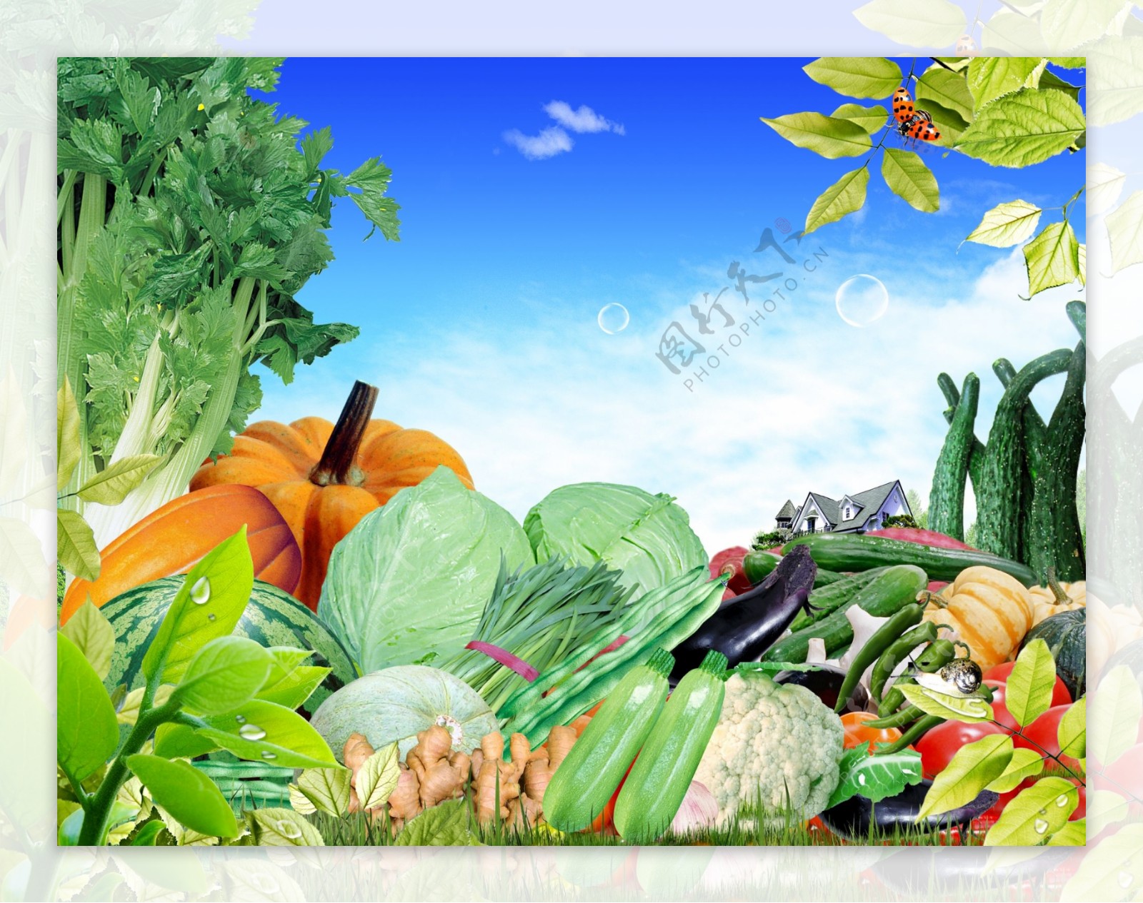 超市生鲜蔬菜大集合四图片