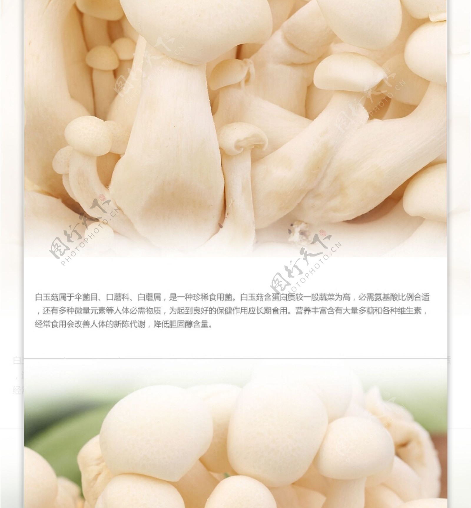 白玉菇农产品详情页