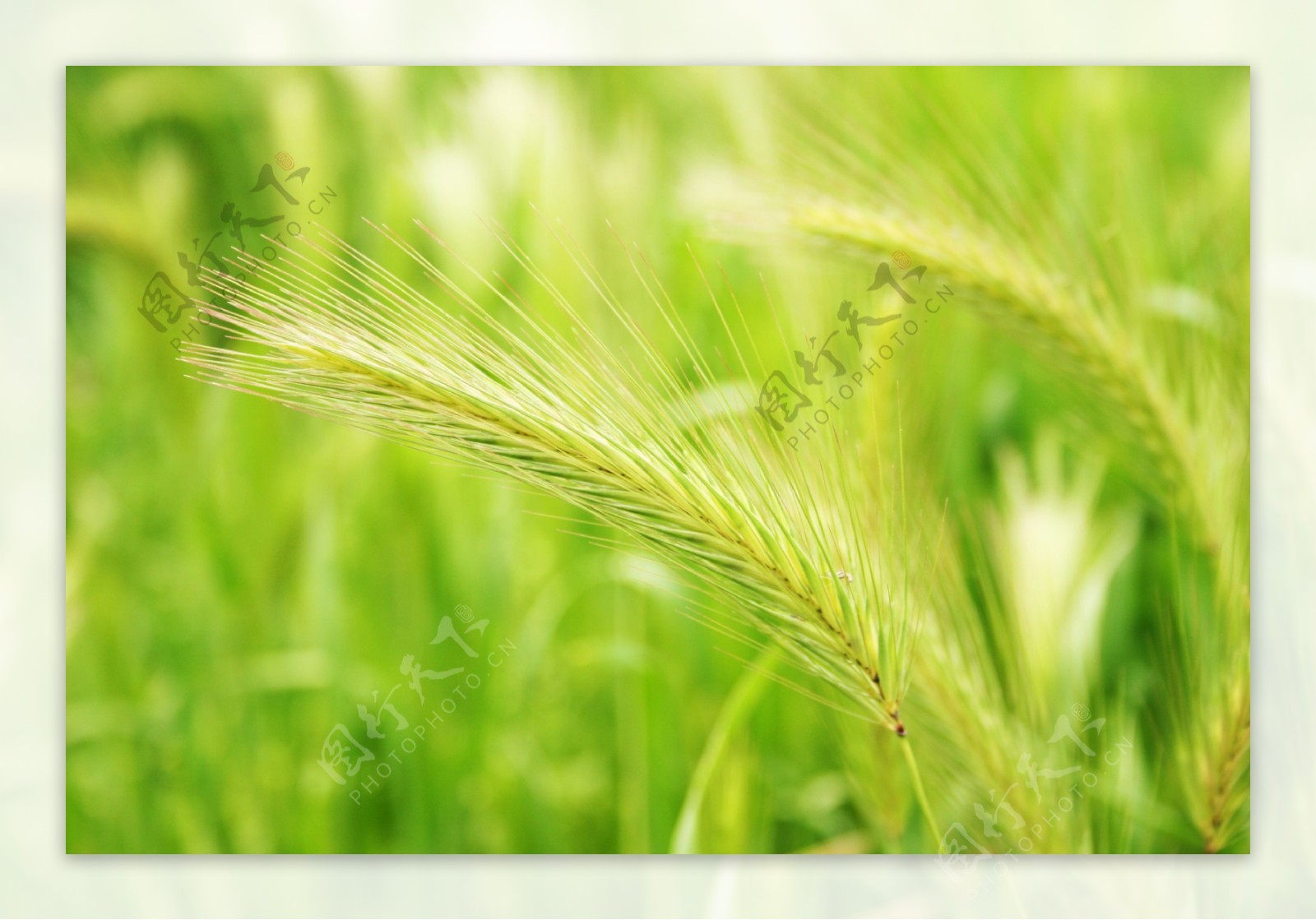 绿色小麦在粮食领域