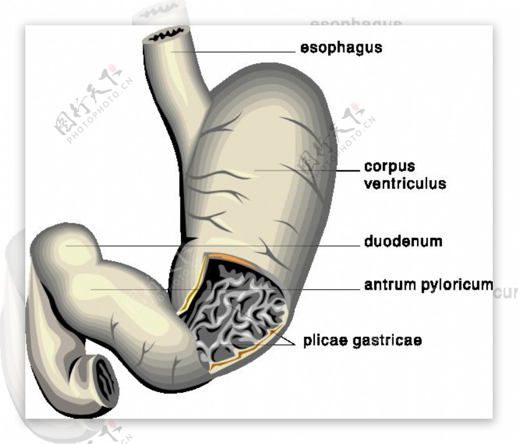 胃医学图剪贴画