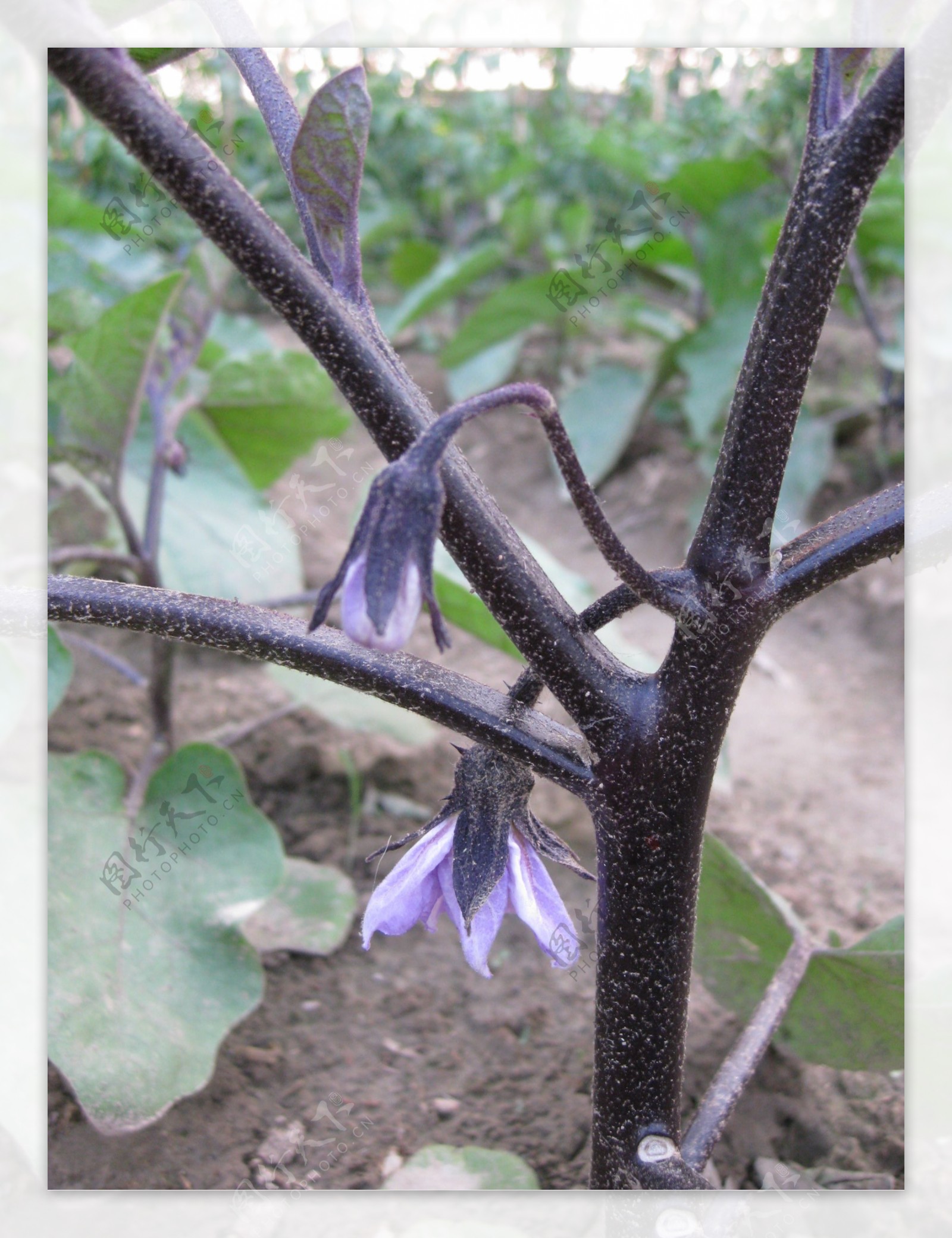 茄子花图片