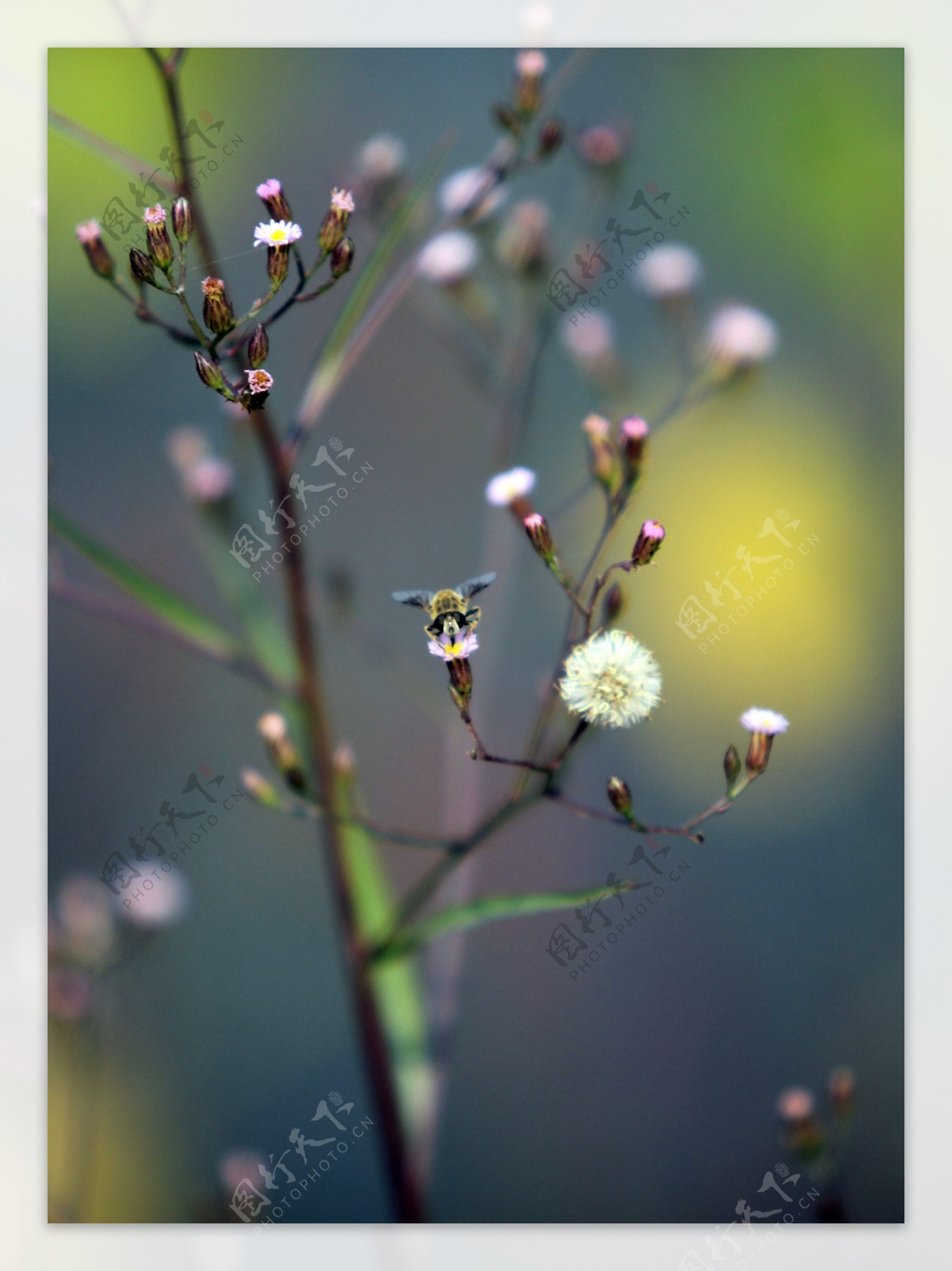 蜜蜂采蜜图片