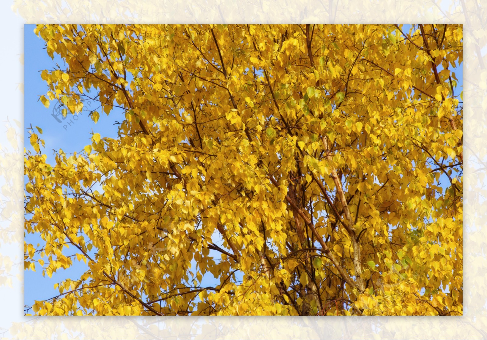 秋天黄色的背景树