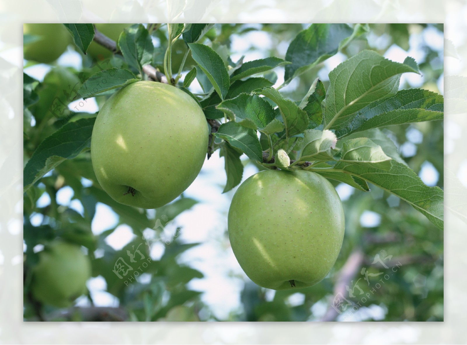 绿色苹果水果苹果树
