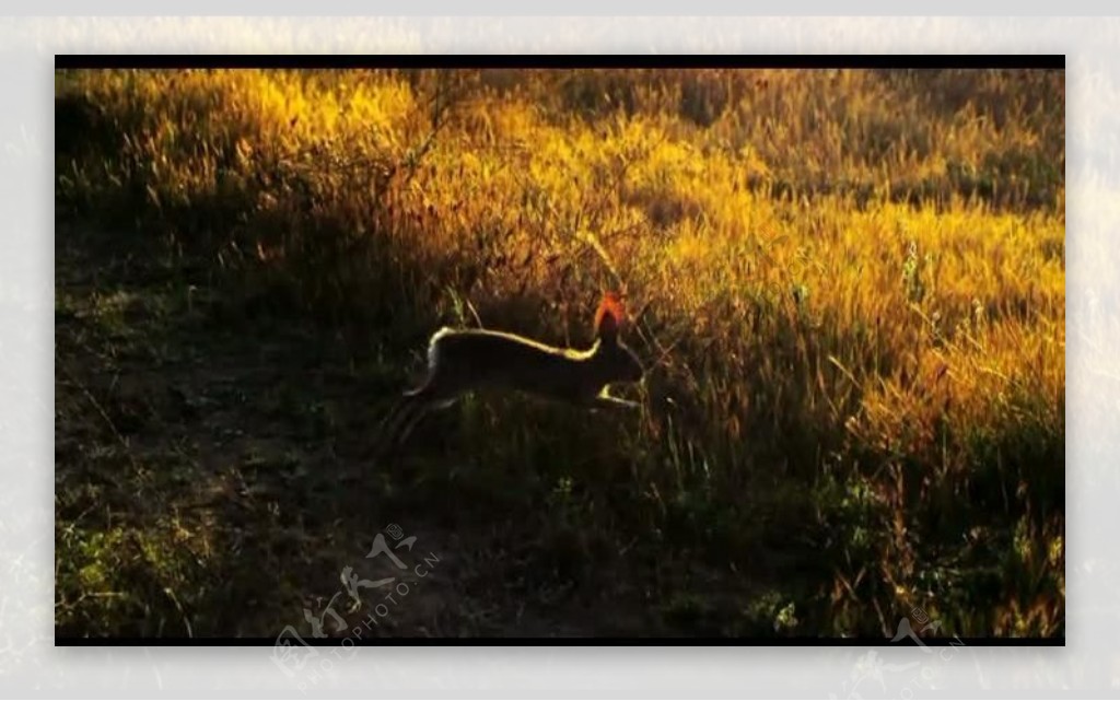 兔子奔跑背景视频素材图片
