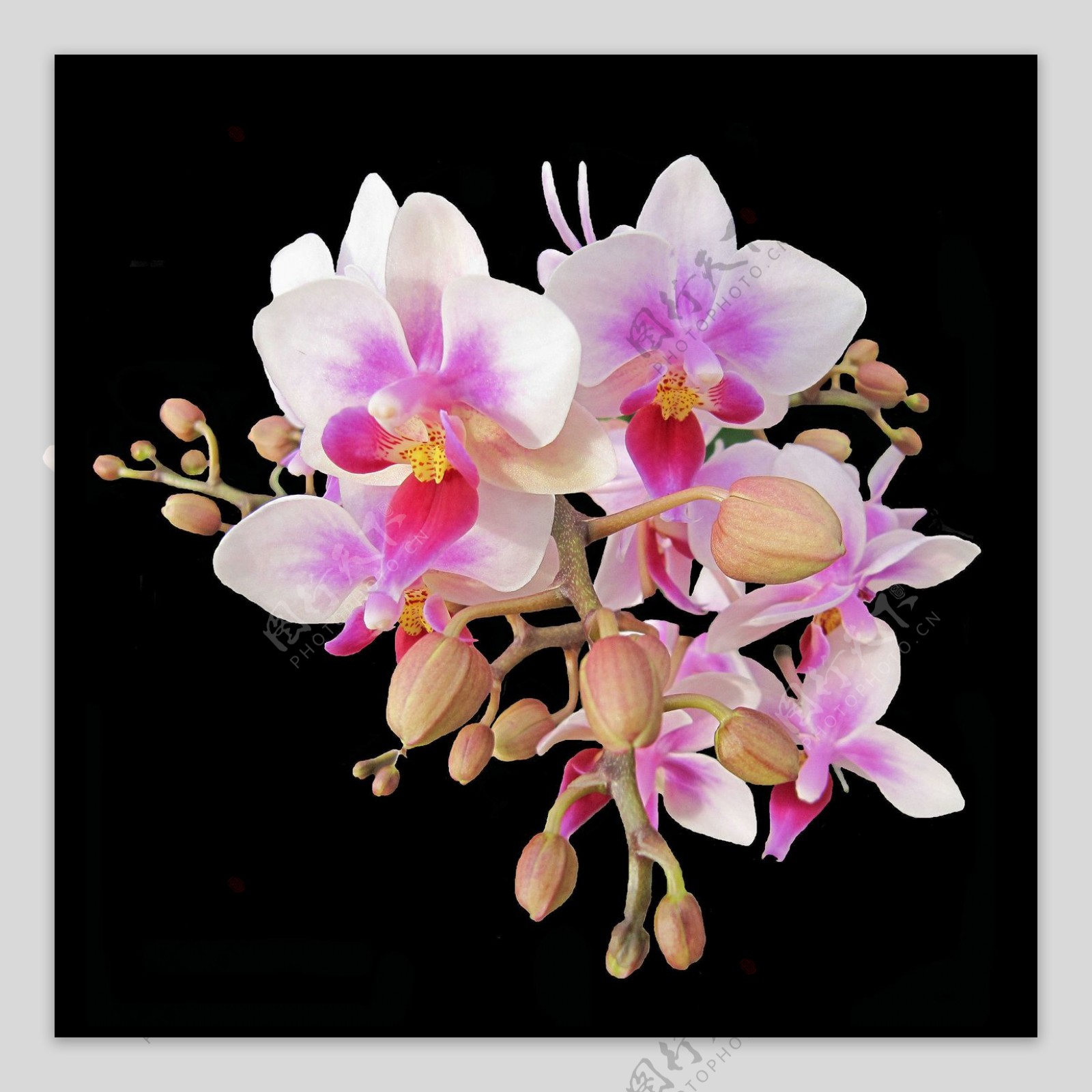 位图植物摄影写实花卉花朵数码照片免费素材