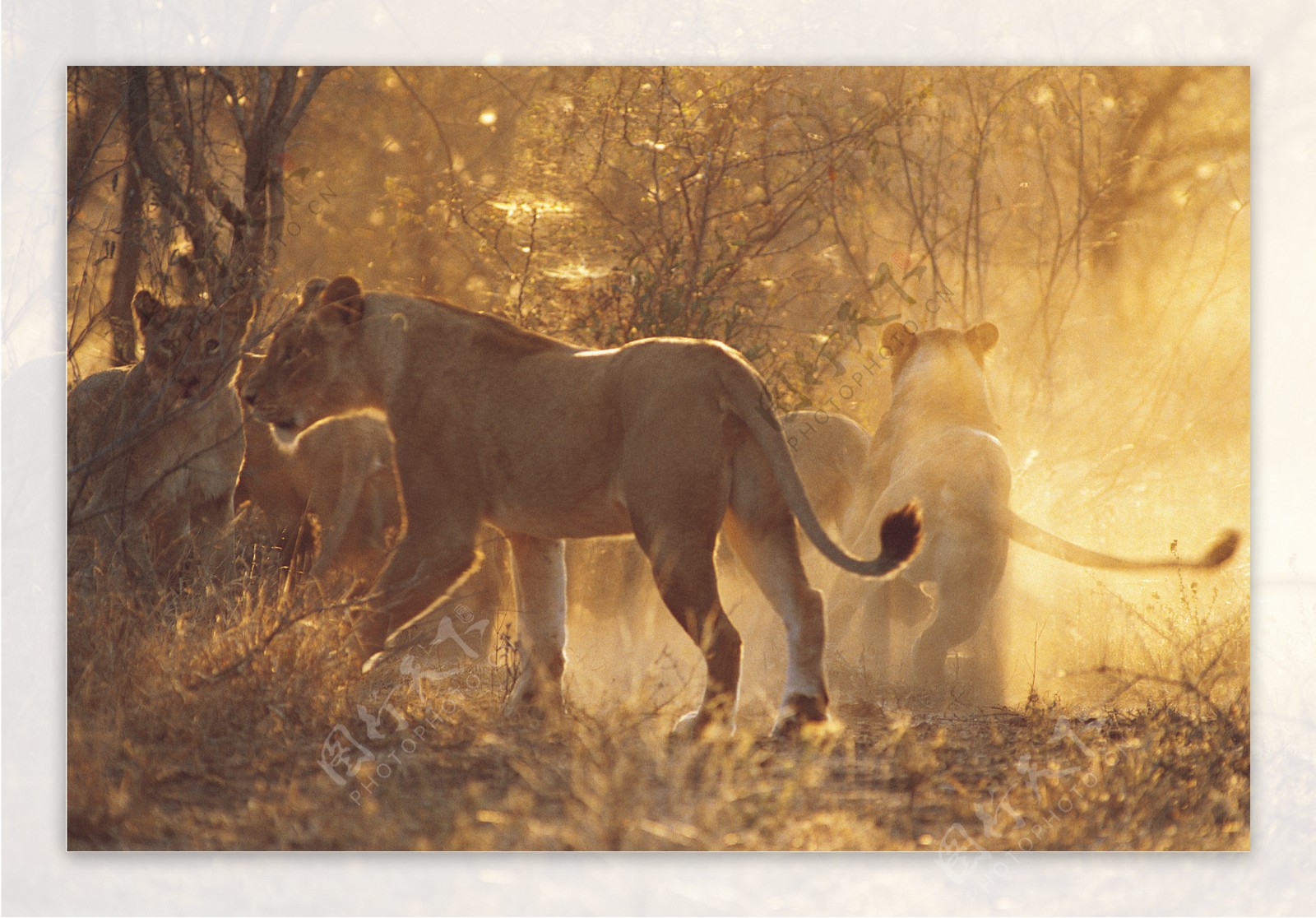狮群傍晚夕阳
