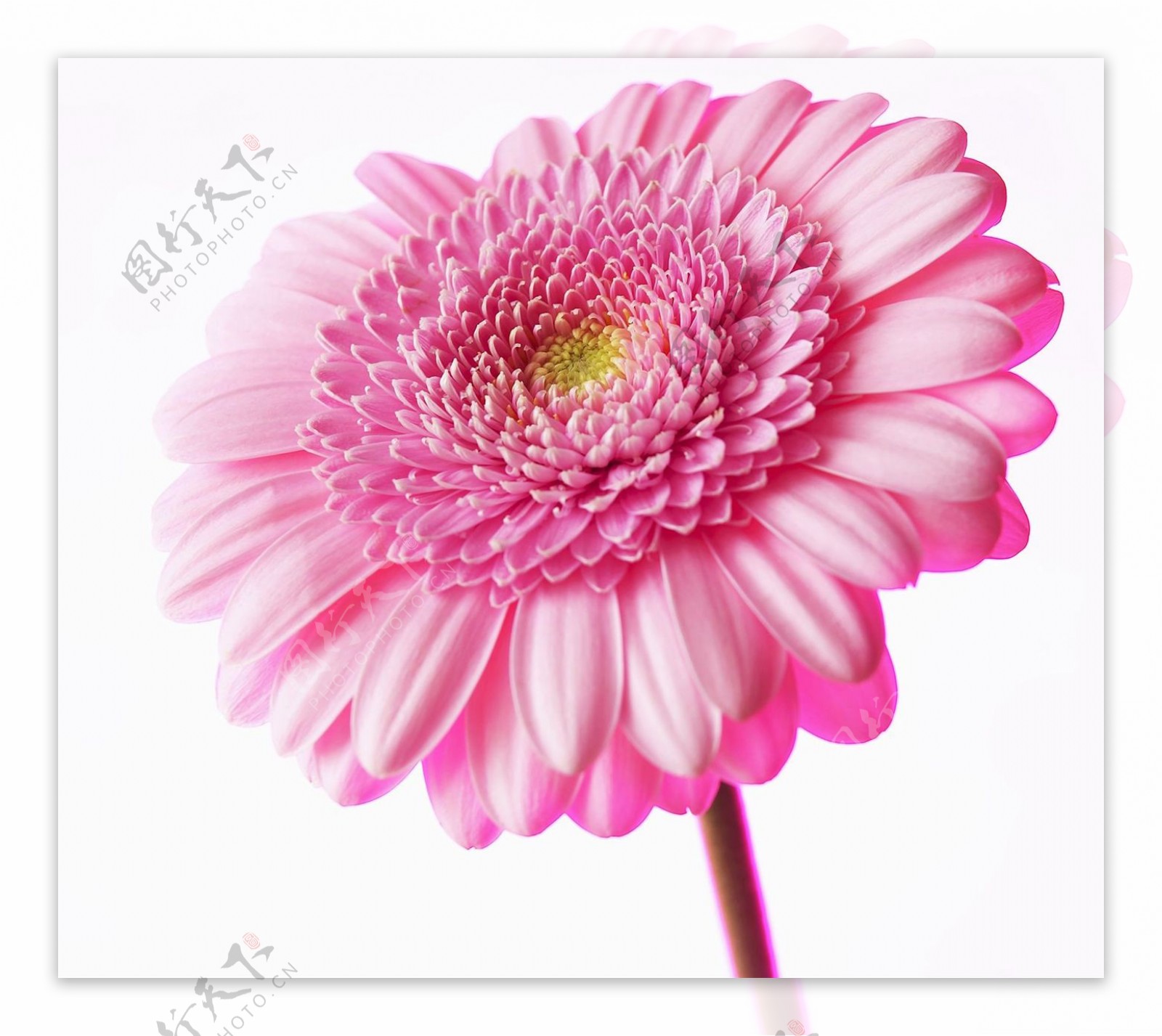 位图植物摄影花朵花卉免费素材