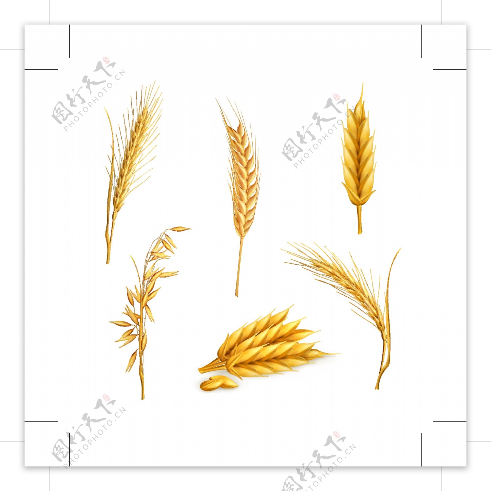 小麦矢量素材免费下载