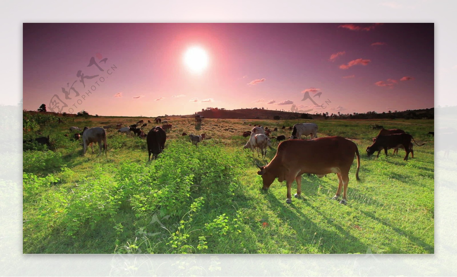 牛和羊吃草的羊群股票视频视频免费下载