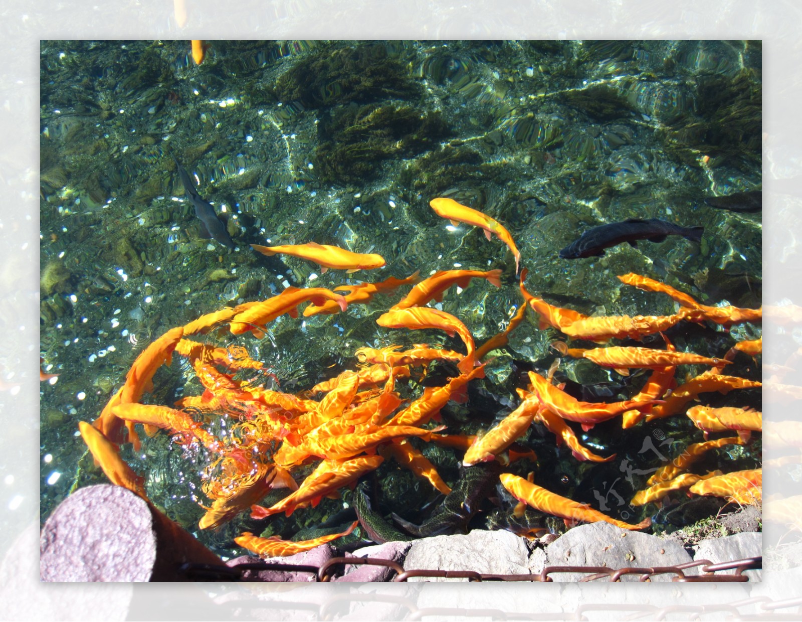 鱼黄色河水图片