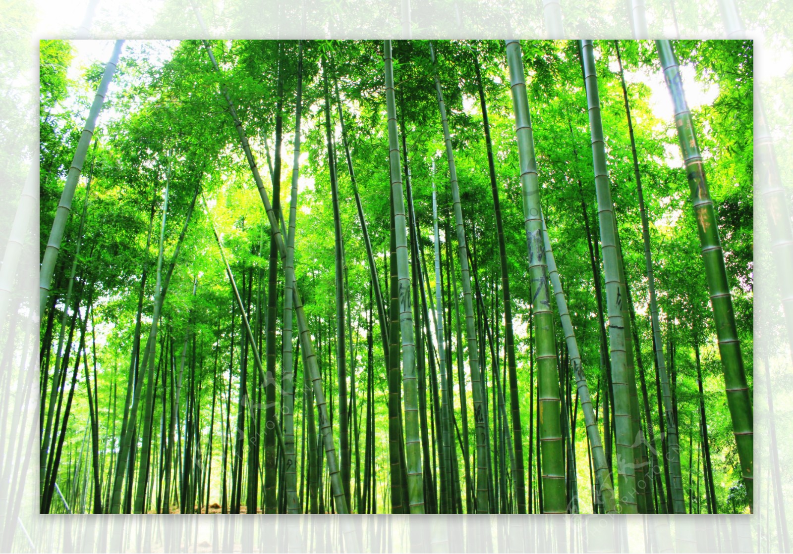 秋天的竹林高清图片下载-正版图片500205226-摄图网