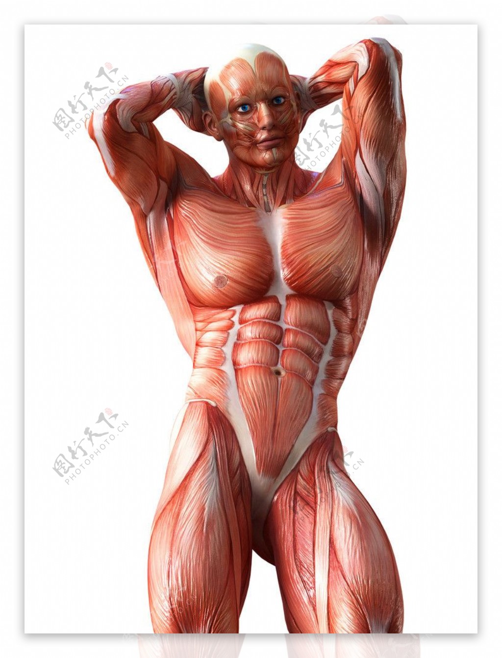 人体肌肉图片