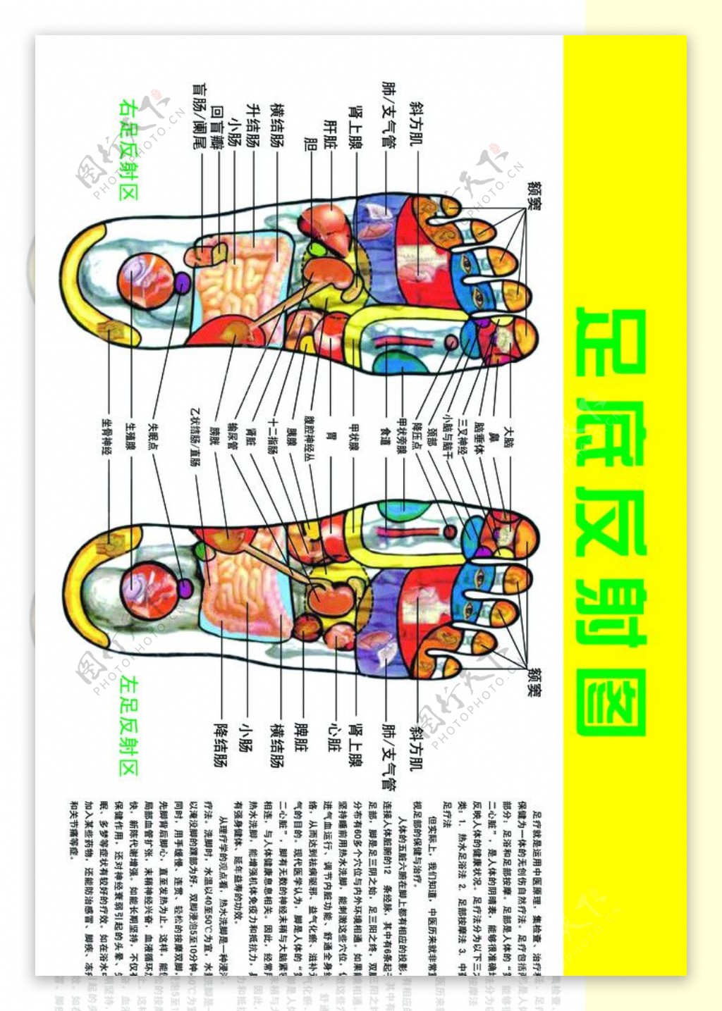 穴位足底反射图图片