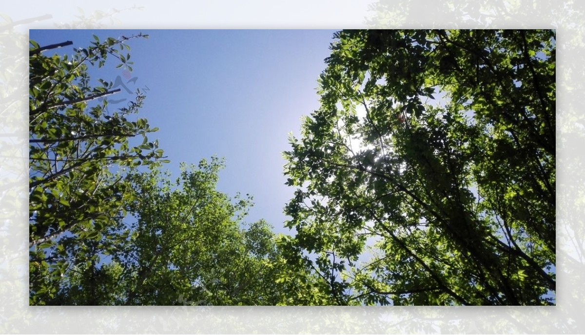 阳光树木蓝天图片