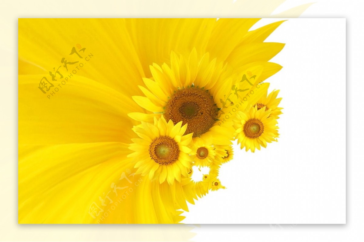 黄色向阳花图片