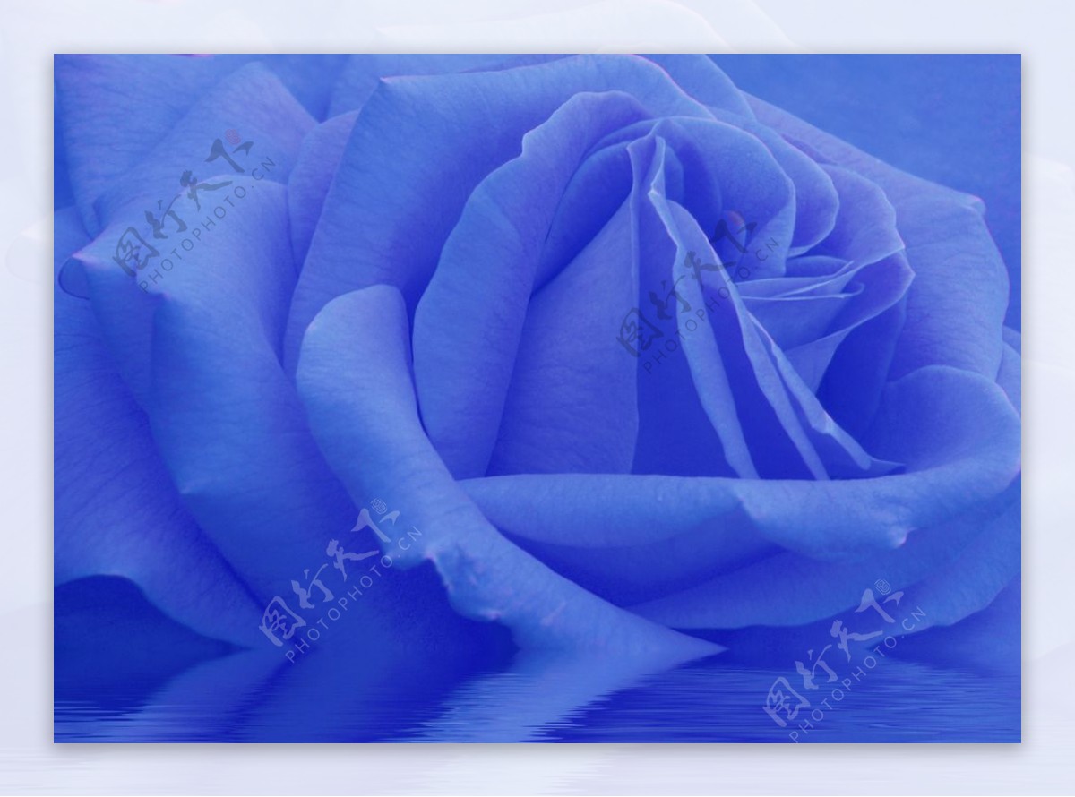 蓝色玫瑰花倒影图片