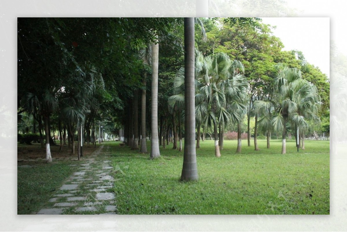 公园椰树图片