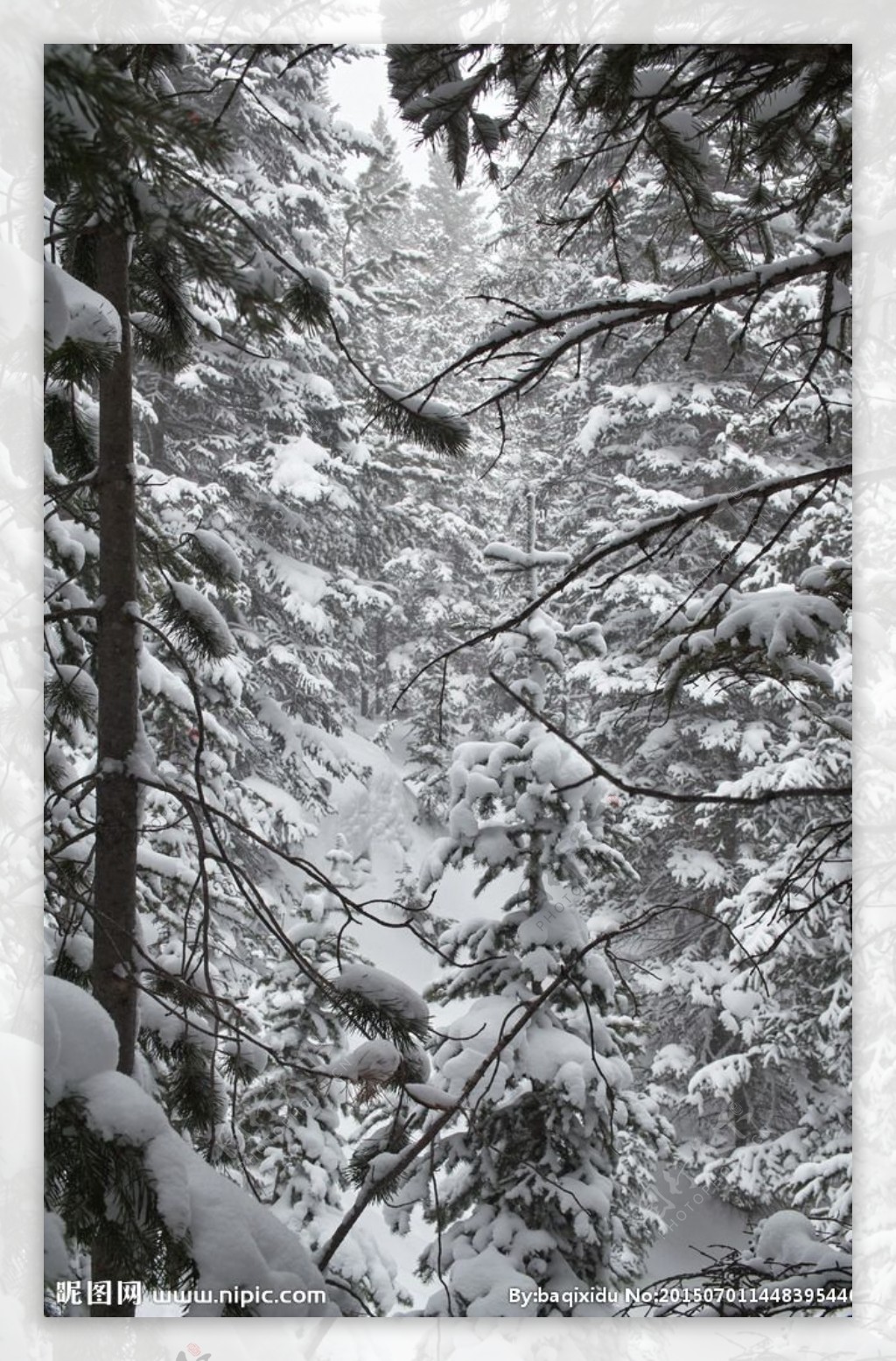 雪树雾松图片