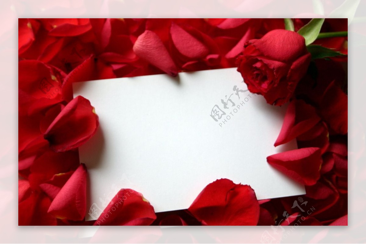 空白卡片与玫瑰花瓣图片