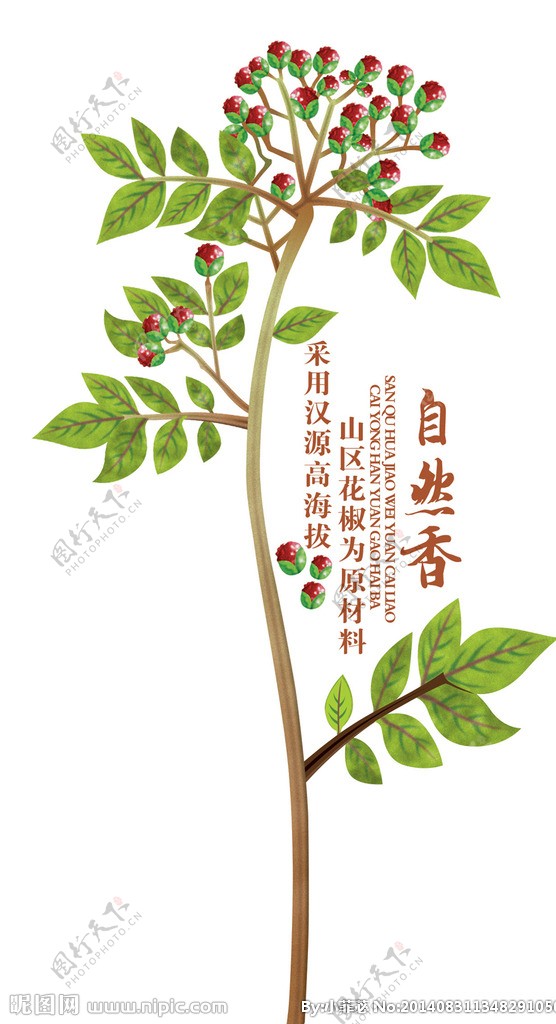 花椒花椒树图片