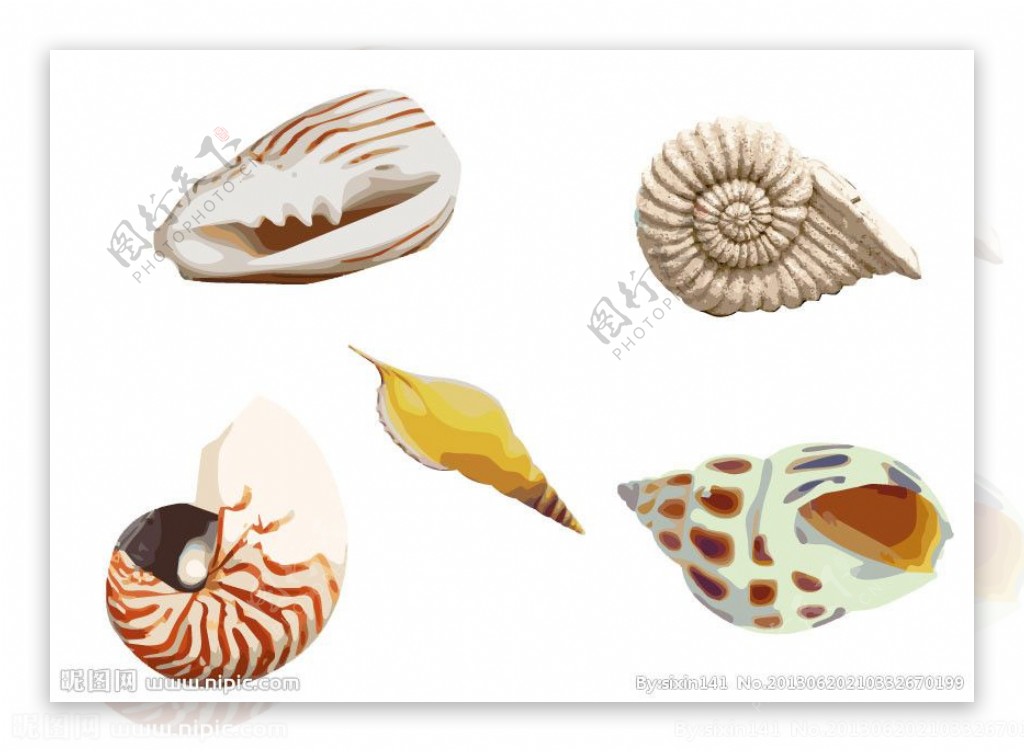 海螺图片