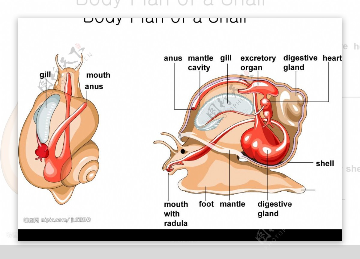 蜗牛解剖图图片