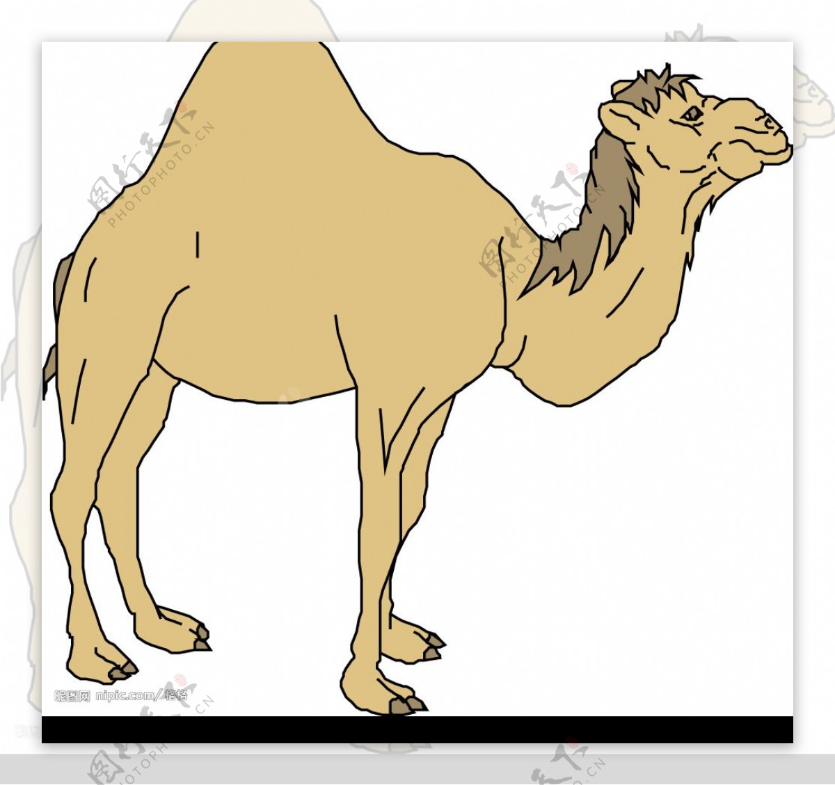 矢量骆驼图片