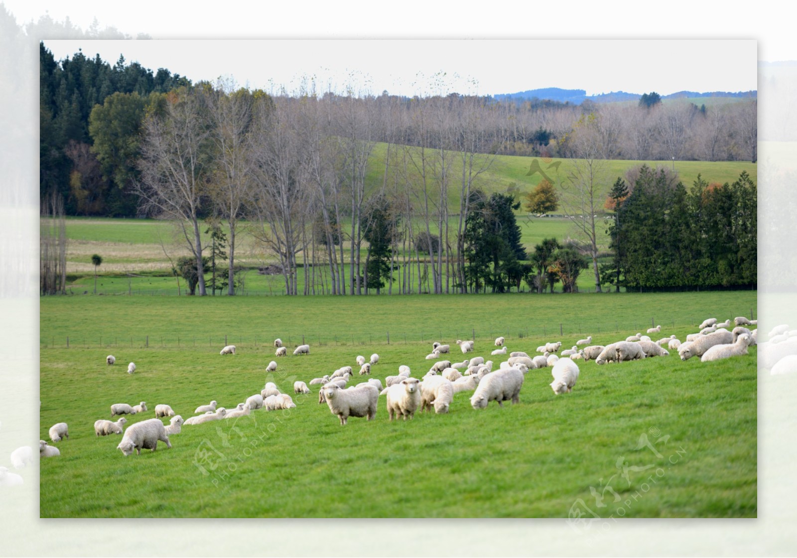 新西兰羊群图片