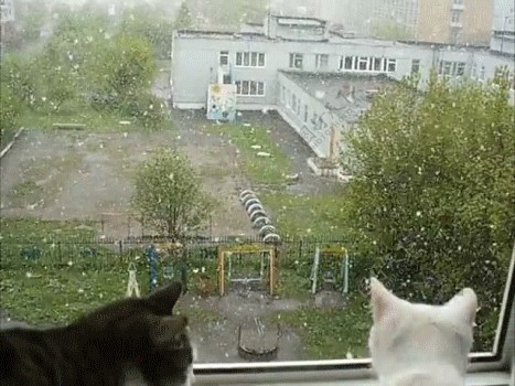 猫窗外图片