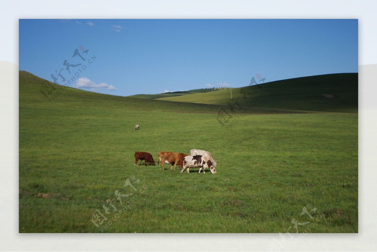 草原牛图片