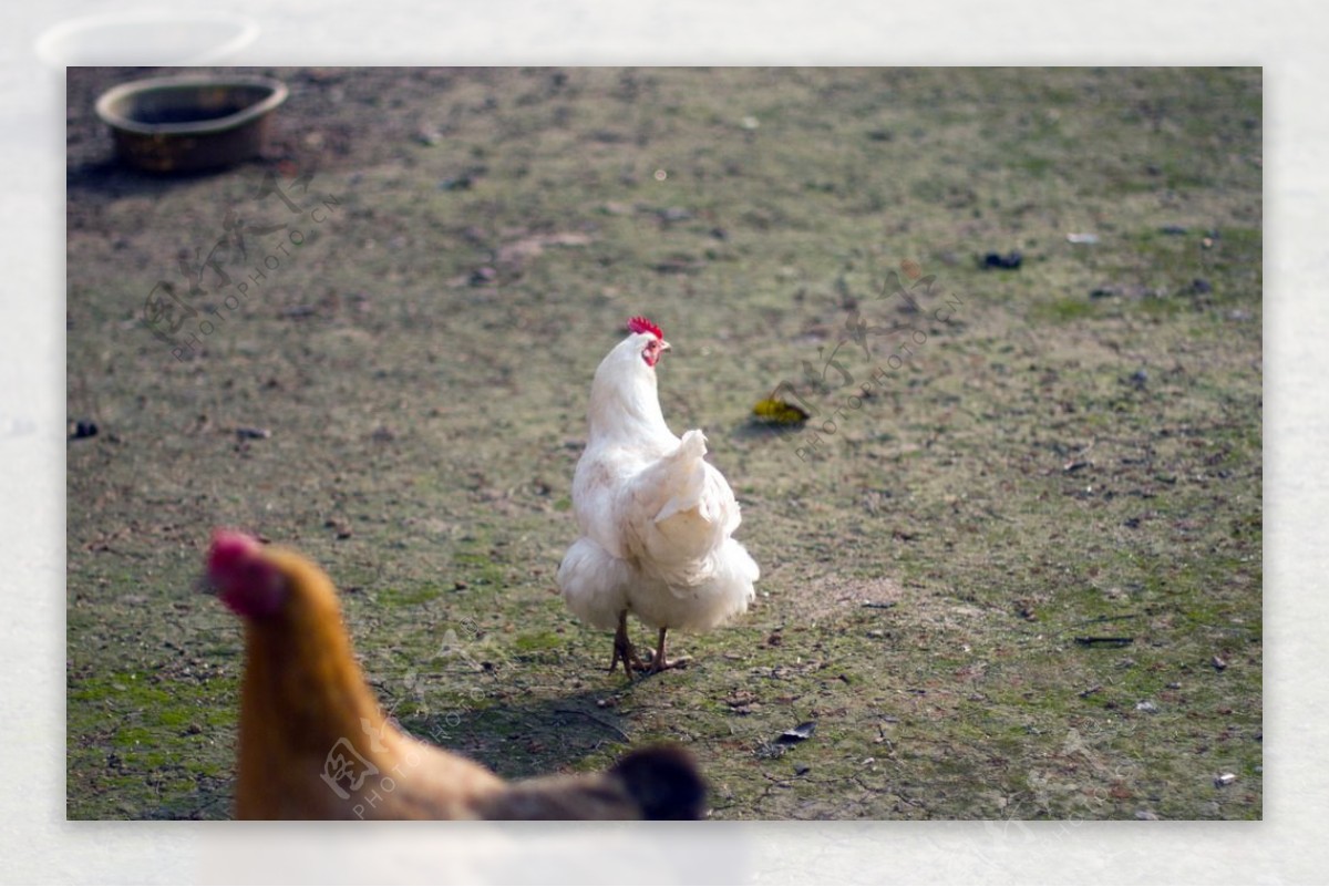草地上的母鸡与小鸡家禽图片 - 免费可商用图片 - CC0素材网