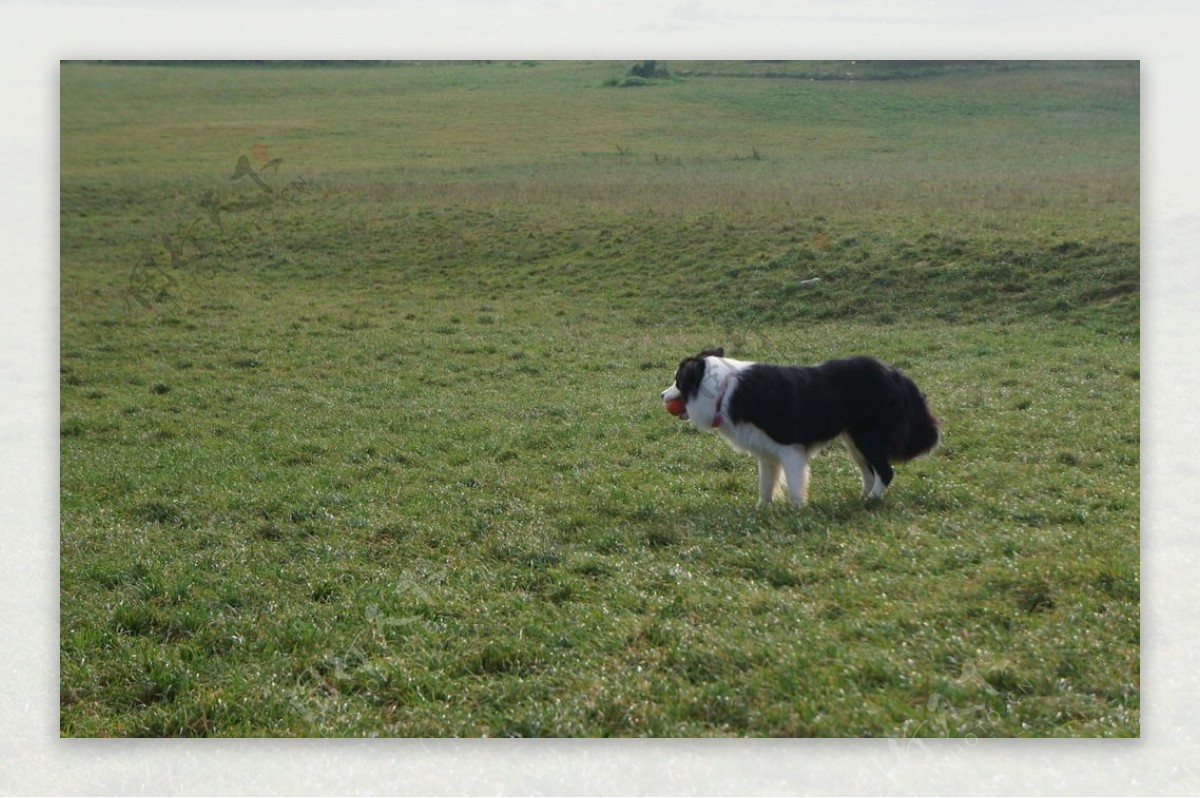 边境牧羊犬图片